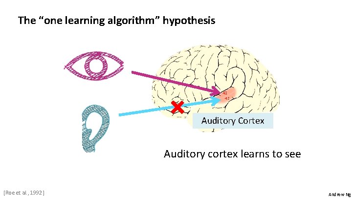 The “one learning algorithm” hypothesis Auditory Cortex Auditory cortex learns to see [Roe et