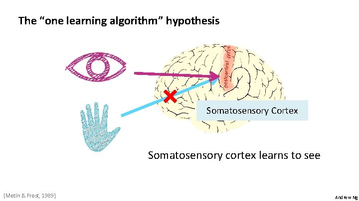 The “one learning algorithm” hypothesis Somatosensory Cortex Somatosensory cortex learns to see [Metin &