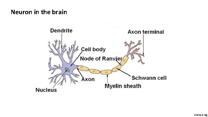 Neuron in the brain Andrew Ng 