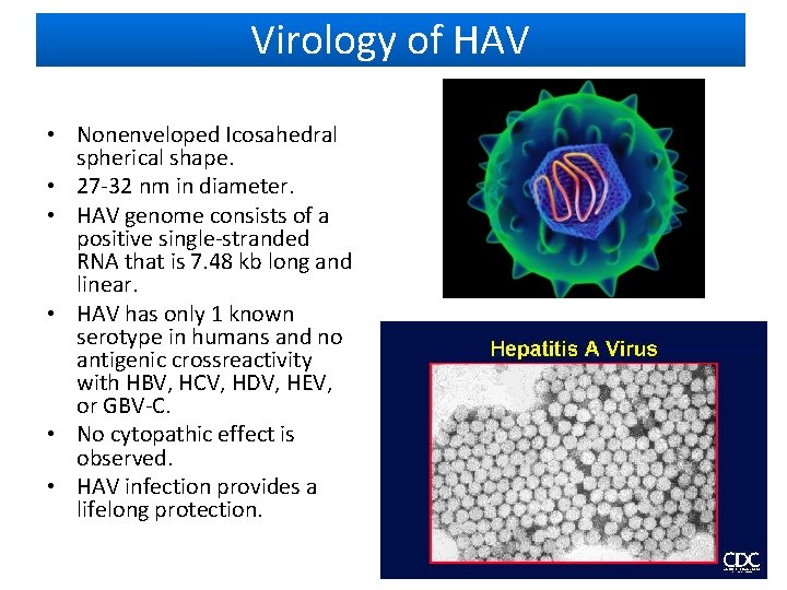 Virology of HAV • Nonenveloped Icosahedral spherical shape. • 27 -32 nm in diameter.