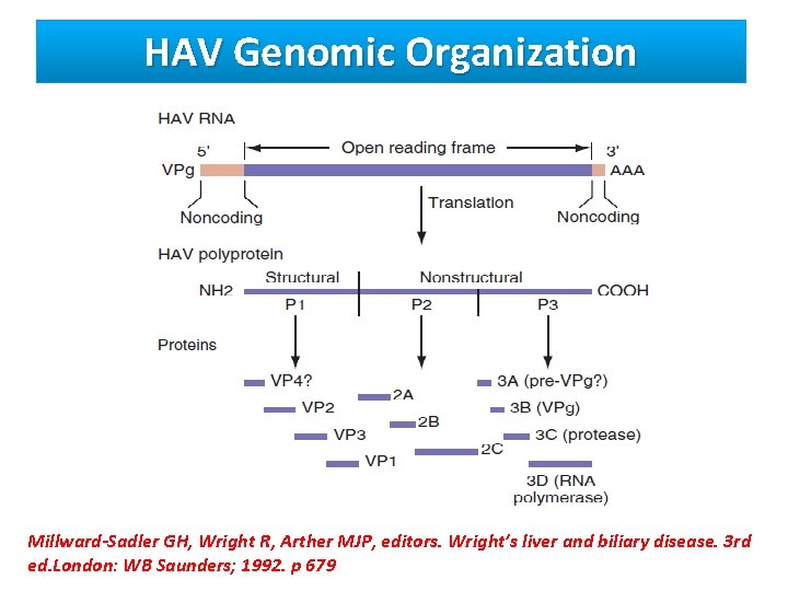 HAV Genomic Organization Millward-Sadler GH, Wright R, Arther MJP, editors. Wright’s liver and biliary