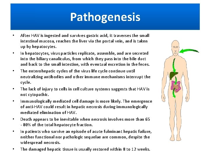 Pathogenesis • • After HAV is ingested and survives gastric acid, it traverses the