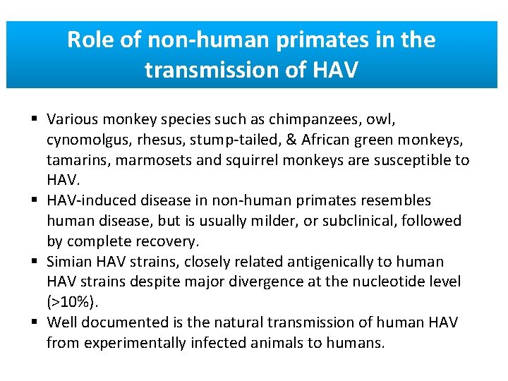 Role of non-human primates in the transmission of HAV § Various monkey species such