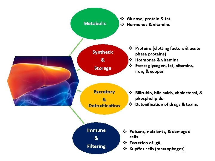 Metabolic v Glucose, protein & fat v Hormones & vitamins Synthetic & Storage v