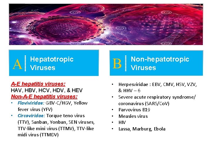 A Hepatotropic Viruses A-E hepatitis viruses: HAV, HBV, HCV, HDV, & HEV Non-A-E hepatitis