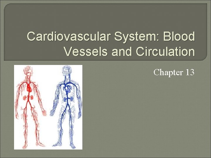 Cardiovascular System Blood Vessels and Circulation Chapter 13
