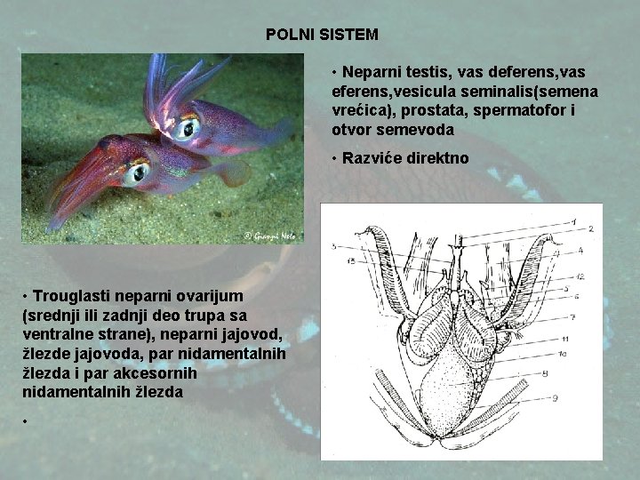 POLNI SISTEM • Neparni testis, vas deferens, vas eferens, vesicula seminalis(semena vrećica), prostata, spermatofor