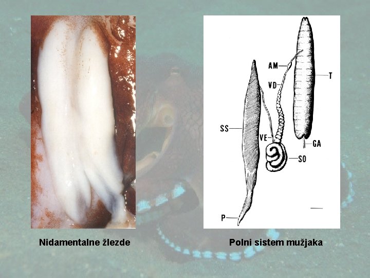 Nidamentalne žlezde Polni sistem mužjaka 