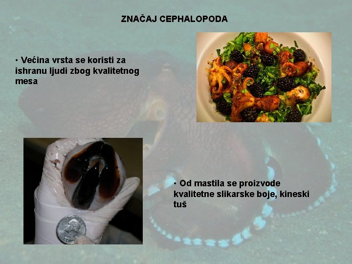 ZNAČAJ CEPHALOPODA • Većina vrsta se koristi za ishranu ljudi zbog kvalitetnog mesa •