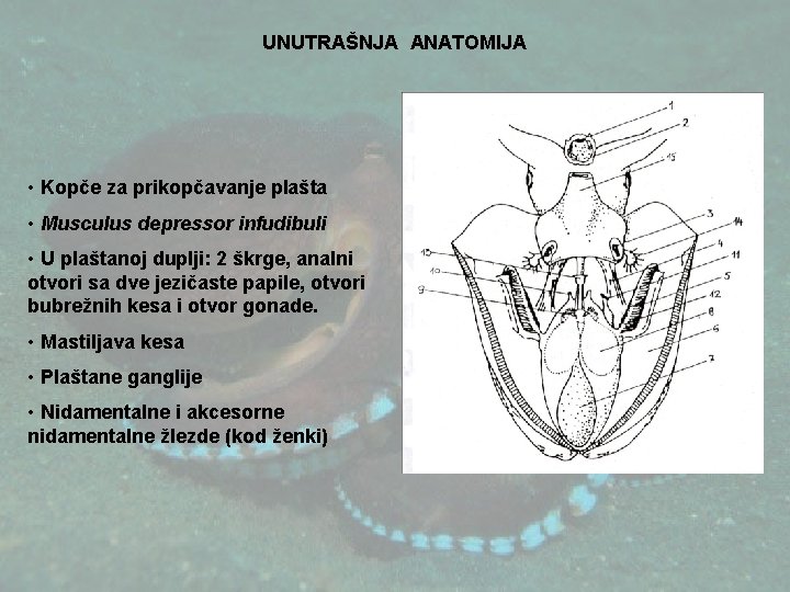 UNUTRAŠNJA ANATOMIJA • Kopče za prikopčavanje plašta • Musculus depressor infudibuli • U plaštanoj