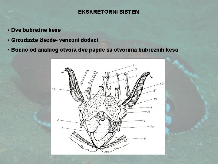 EKSKRETORNI SISTEM • Dve bubrežne kese • Grozdaste žlezde- venozni dodaci • Bočno od