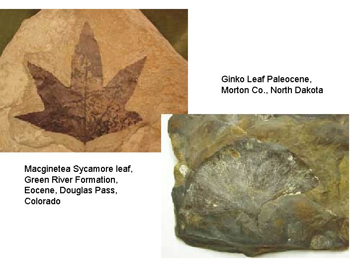 Ginko Leaf Paleocene, Morton Co. , North Dakota Macginetea Sycamore leaf, Green River Formation,