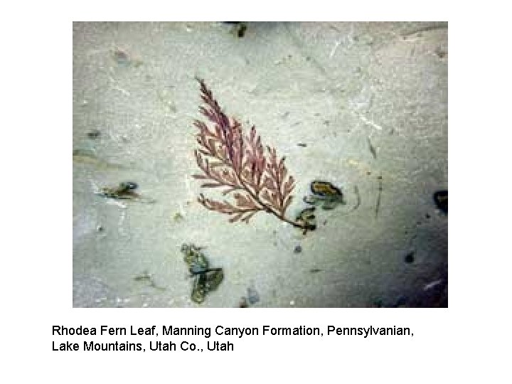 Rhodea Fern Leaf, Manning Canyon Formation, Pennsylvanian, Lake Mountains, Utah Co. , Utah 