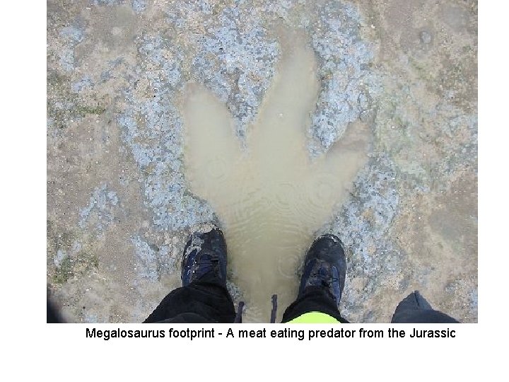 Megalosaurus footprint - A meat eating predator from the Jurassic 