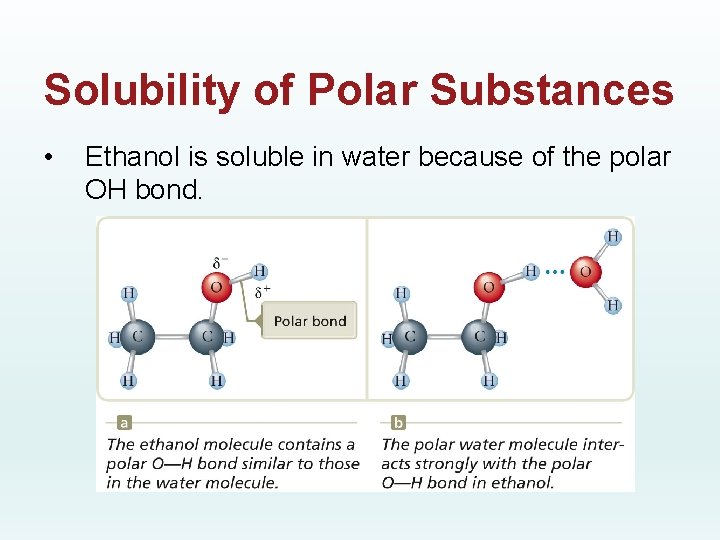 Solubility of Polar Substances • Ethanol is soluble in water because of the polar