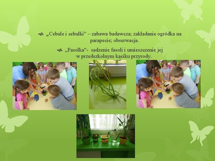  „Cebule i cebulki” – zabawa badawcza; zakładanie ogródka na parapecie; obserwacja. „Fasolka”- sadzenie