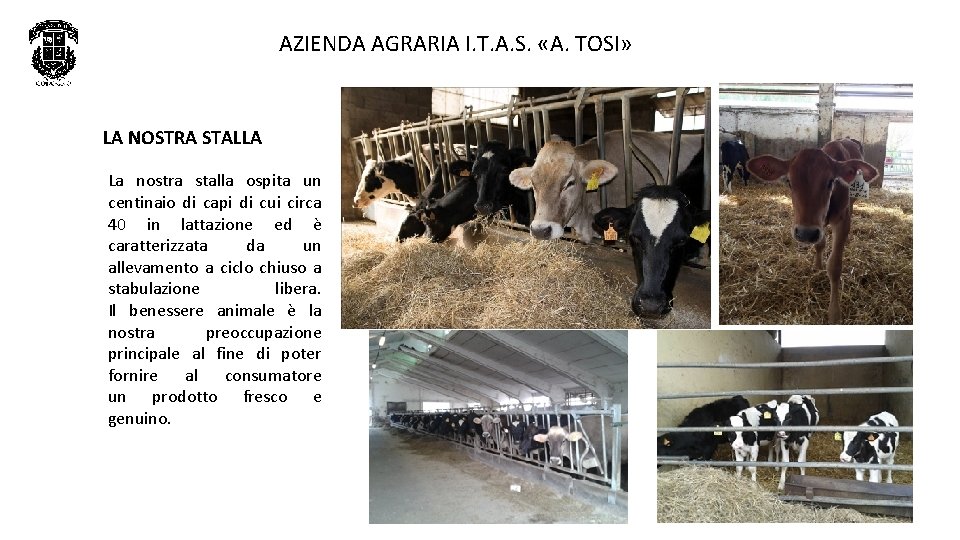 AZIENDA AGRARIA I. T. A. S. «A. TOSI» LA NOSTRA STALLA La nostra stalla AZIENDA AGRARIA I. T. A. S. «A. TOSI» LA NOSTRA STALLA La nostra stalla