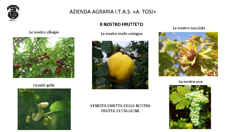 AZIENDA AGRARIA I. T. A. S. «A. TOSI» Il NOSTRO FRUTTETO Le nostre ciliegie AZIENDA AGRARIA I. T. A. S. «A. TOSI» Il NOSTRO FRUTTETO Le nostre ciliegie