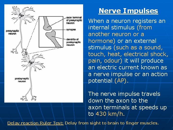 Nerve Impulses When a neuron registers an internal stimulus (from another neuron or a