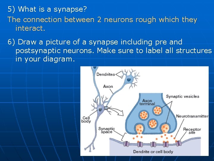 5) What is a synapse? The connection between 2 neurons rough which they interact.