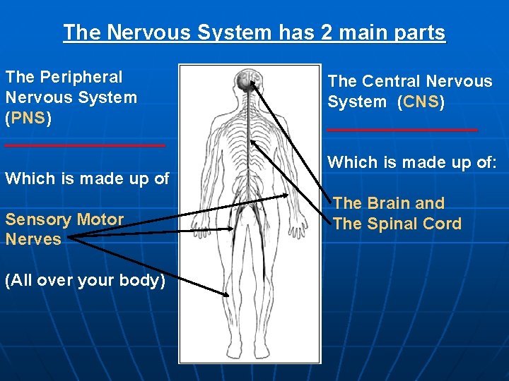The Nervous System has 2 main parts The Peripheral Nervous System (PNS) _________ Which
