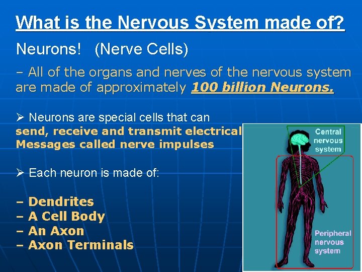 What is the Nervous System made of? Neurons! (Nerve Cells) – All of the