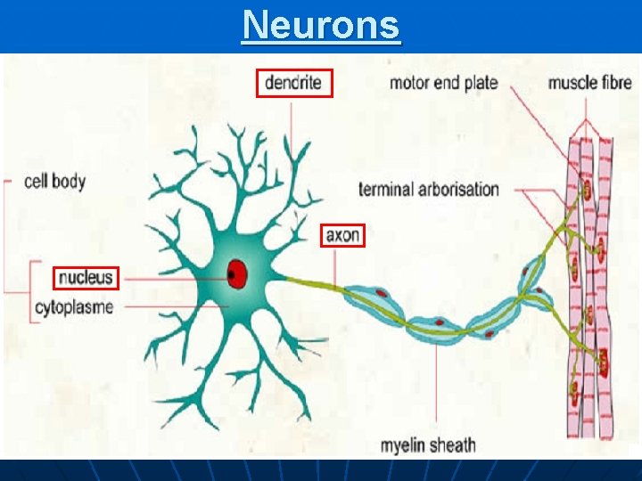 Neurons 