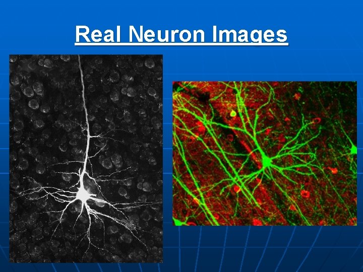 Real Neuron Images 