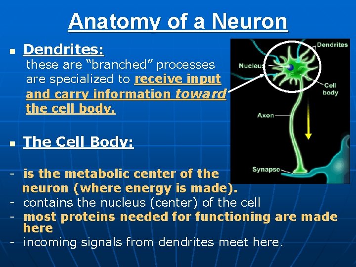 Anatomy of a Neuron n Dendrites: these are “branched” processes are specialized to receive