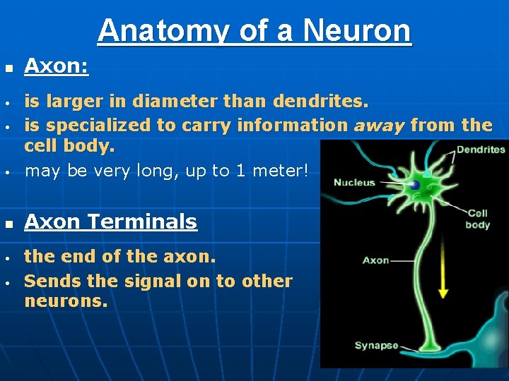 Anatomy of a Neuron n Axon: • is larger in diameter than dendrites. is