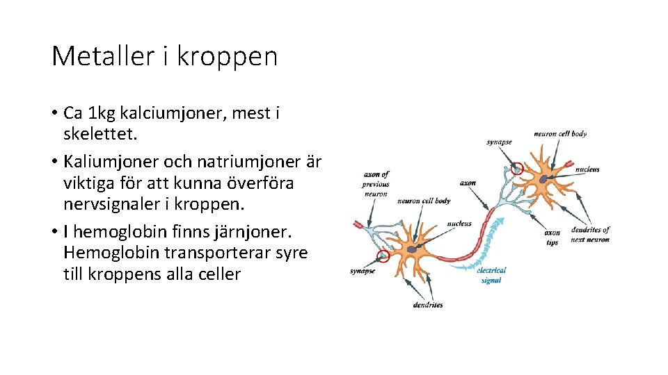 Metaller i kroppen • Ca 1 kg kalciumjoner, mest i skelettet. • Kaliumjoner och