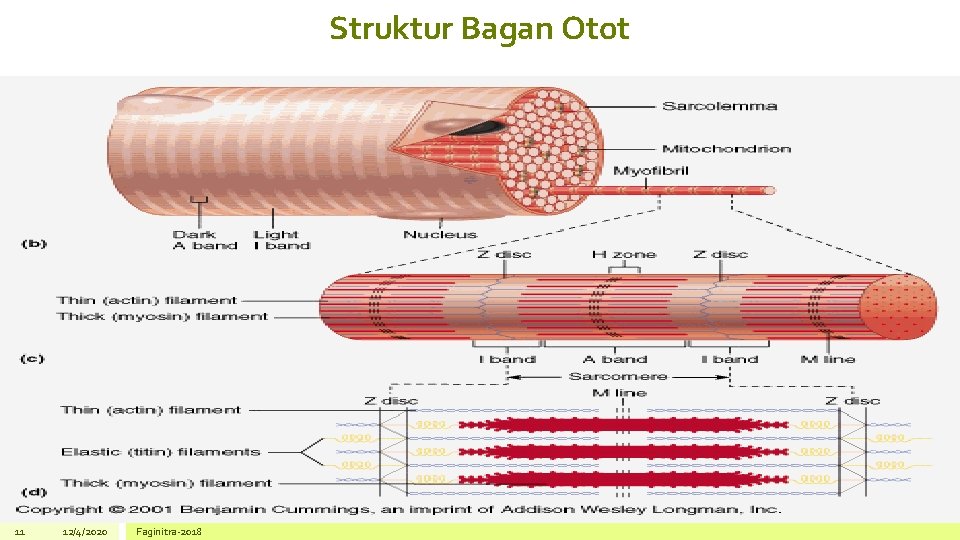 Struktur Bagan Otot 11 12/4/2020 Faginitra-2018 