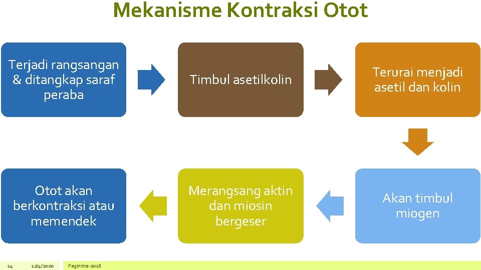 Mekanisme Kontraksi Otot Terjadi rangsangan & ditangkap saraf peraba Timbul asetilkolin Terurai menjadi asetil