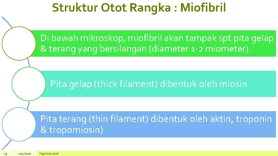 Struktur Otot Rangka : Miofibril Di bawah mikroskop, miofibril akan tampak spt pita gelap