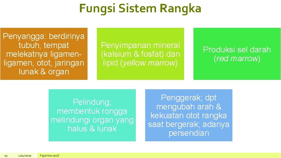 Fungsi Sistem Rangka Penyangga: berdirinya tubuh, tempat melekatnya ligamen, otot, jaringan lunak & organ