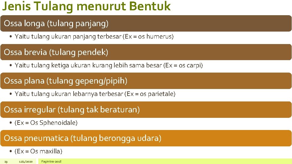 Jenis Tulang menurut Bentuk Ossa longa (tulang panjang) • Yaitu tulang ukuran panjang terbesar