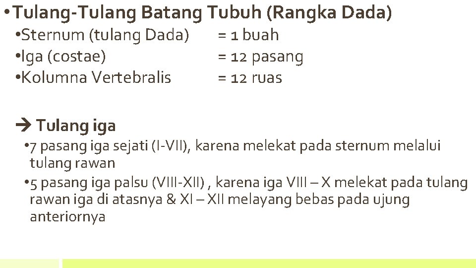  • Tulang-Tulang Batang Tubuh (Rangka Dada) • Sternum (tulang Dada) • Iga (costae)