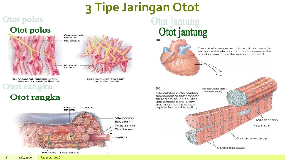 3 Tipe Jaringan Otot 6 12/4/2020 Faginitra-2018 