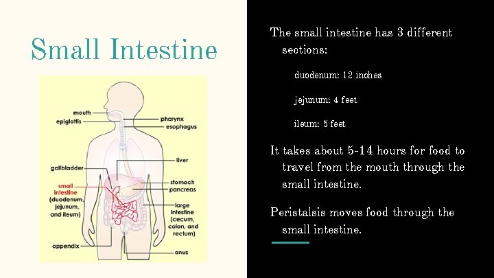 Small Intestine The small intestine has 3 different sections: duodenum: 12 inches jejunum: 4