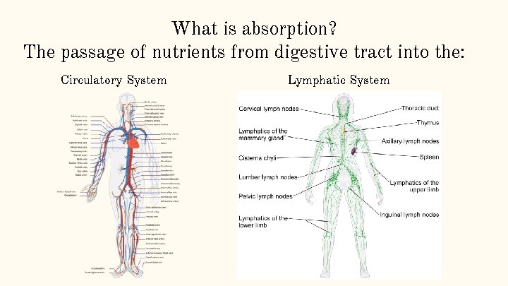 What is absorption? The passage of nutrients from digestive tract into the: Circulatory System