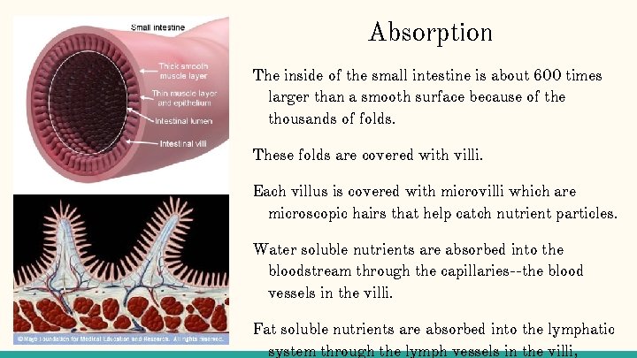 Absorption The inside of the small intestine is about 600 times larger than a