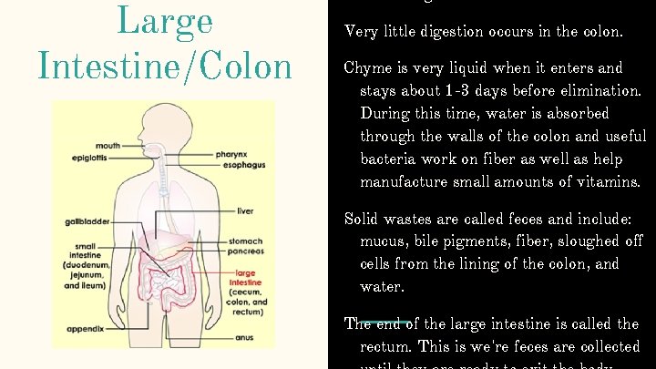 Large Intestine/Colon Very little digestion occurs in the colon. Chyme is very liquid when