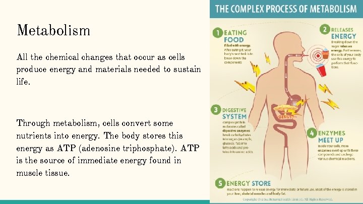 Metabolism All the chemical changes that occur as cells produce energy and materials needed