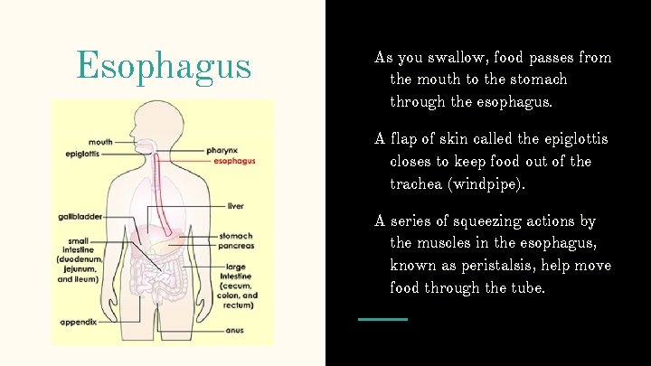 Esophagus As you swallow, food passes from the mouth to the stomach through the