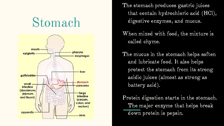 Stomach The stomach produces gastric juices that contain hydrochloric acid (HCl), digestive enzymes, and