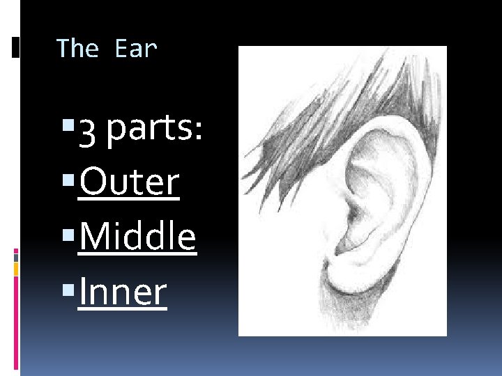 The Ear 3 parts: Outer Middle Inner 