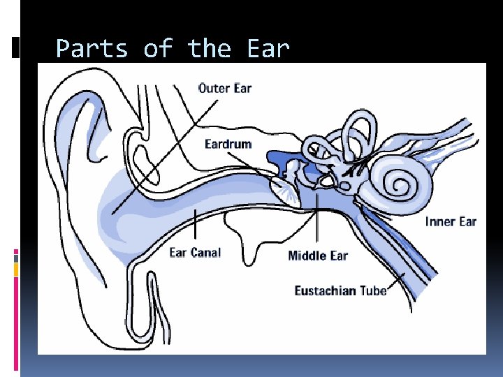 Parts of the Ear 