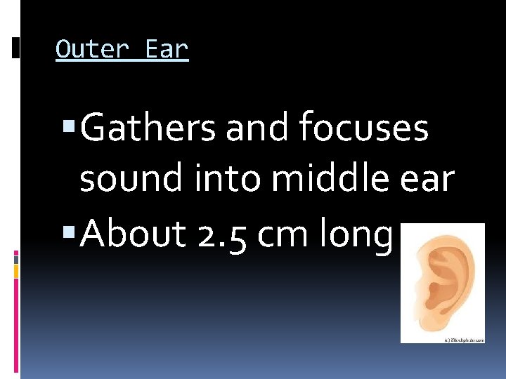 Outer Ear Gathers and focuses sound into middle ear About 2. 5 cm long