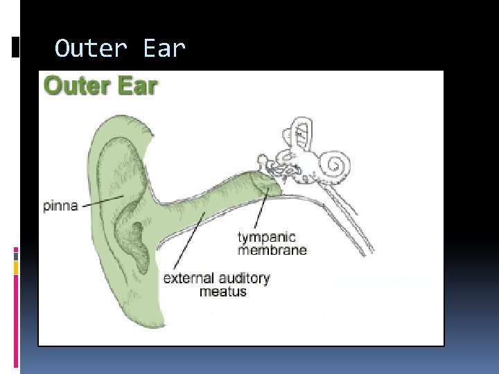 Outer Ear 