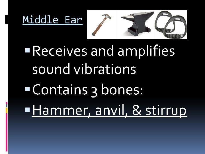 Middle Ear Receives and amplifies sound vibrations Contains 3 bones: Hammer, anvil, & stirrup